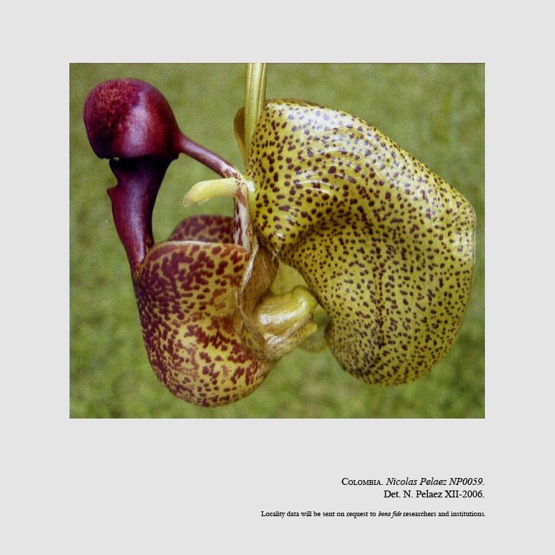 Coryanthes villegasiana